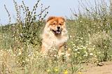 CHOW CHOW 132